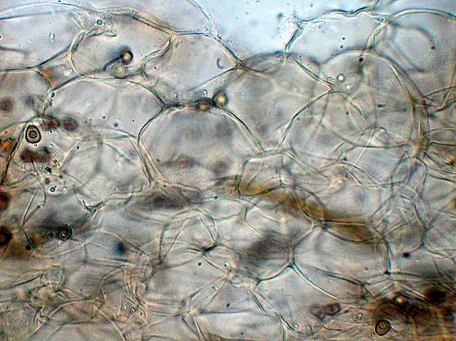 Psathyrella hirtosquamulosa   (Peck)   A. H. Smith